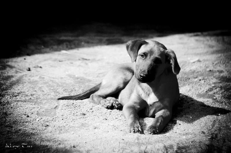 3【希少】初期型　Helios1950年製造　ヘリオス44　アダプター付