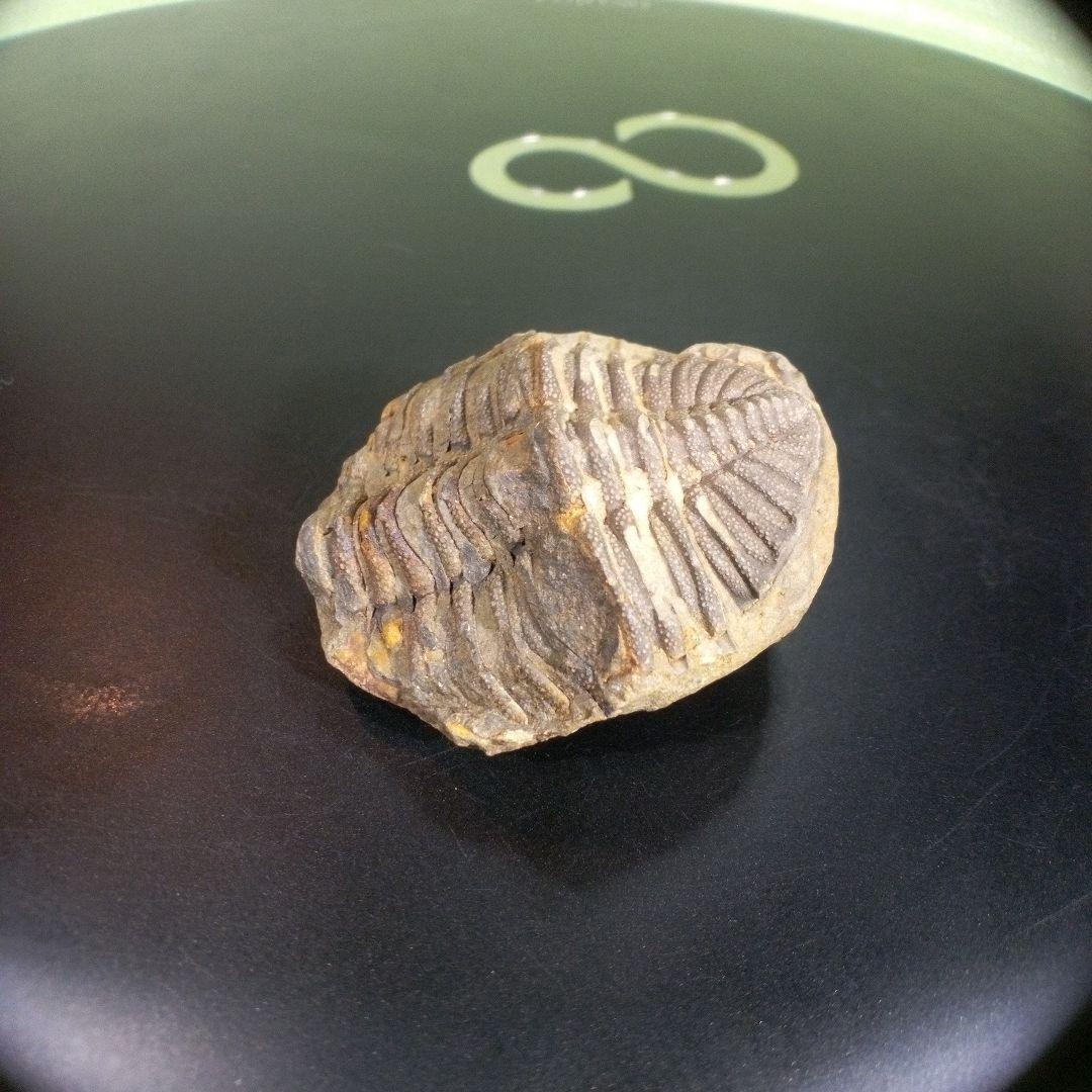 三葉虫　化石　fossil　ボリビア　trilobite　三葉虫綱　三葉虫管理③
