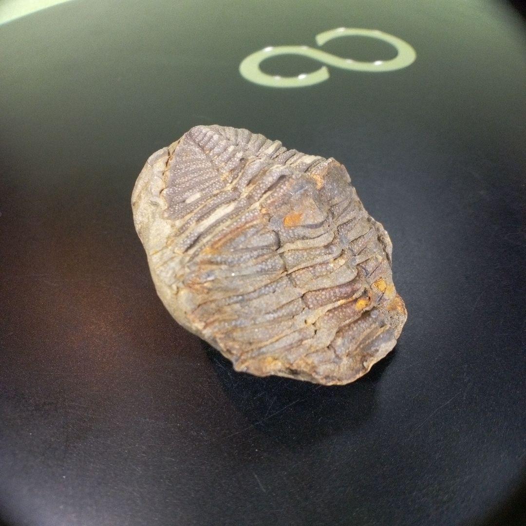 三葉虫　化石　fossil　ボリビア　trilobite　三葉虫綱　三葉虫管理③