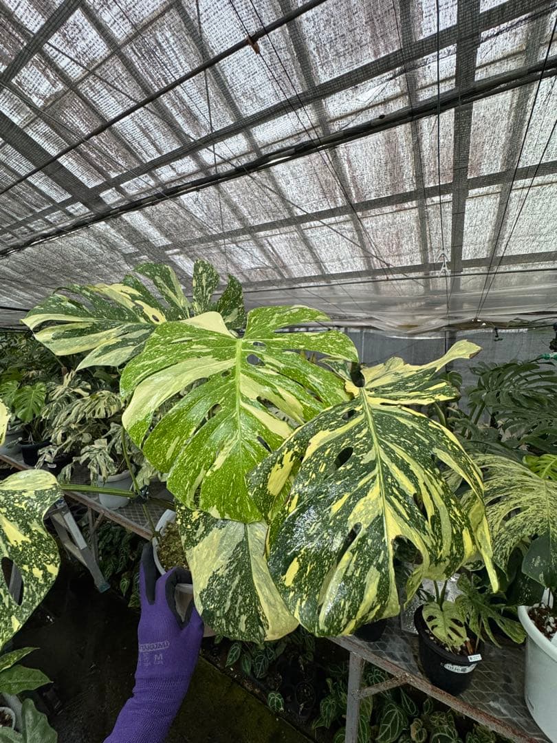 り*く様 モンステラ クリームブリュレ　しっかり発根・健康株