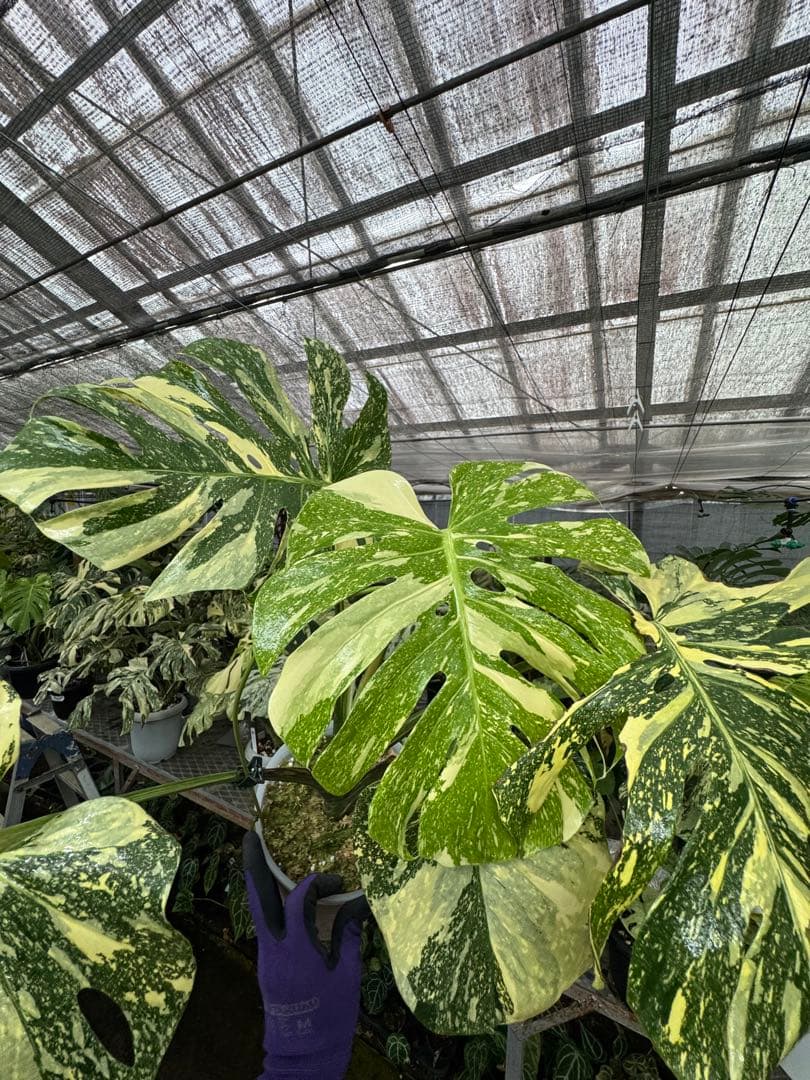 り*く様 モンステラ クリームブリュレ　しっかり発根・健康株