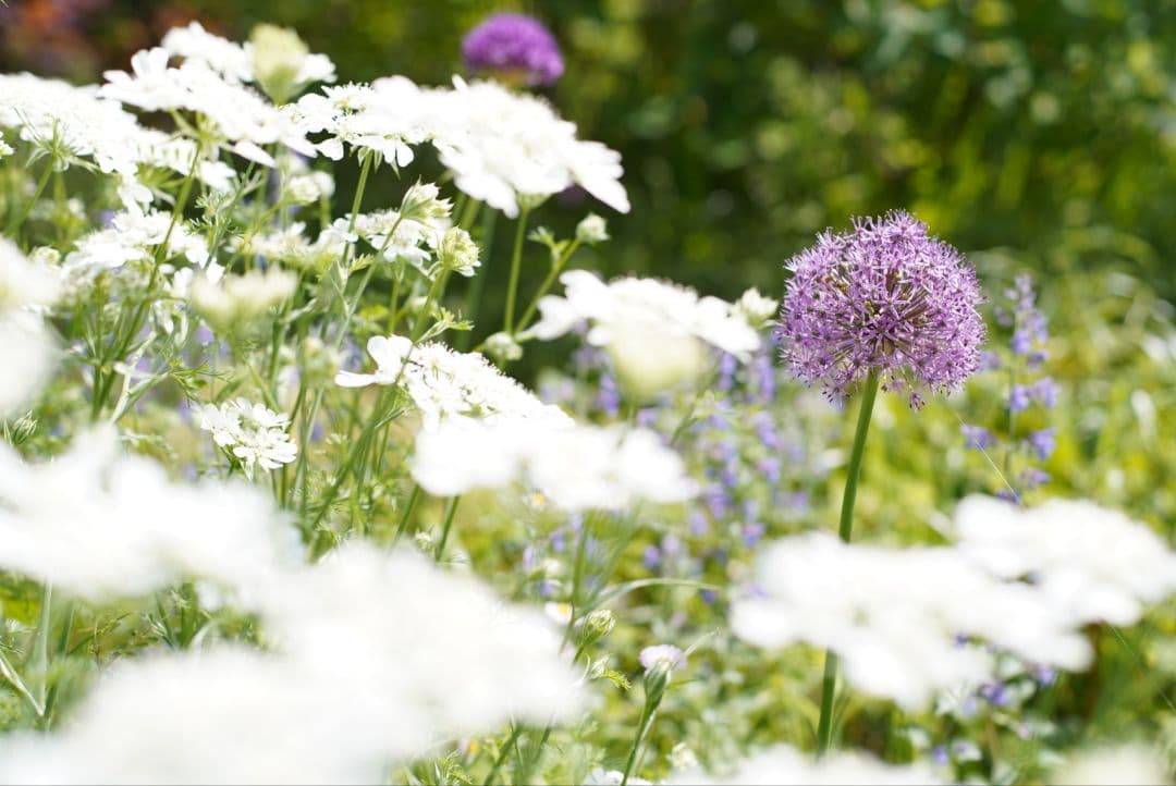 【美品】Nikon Ai 50mm f1.8 シリアルナンバーキリ番