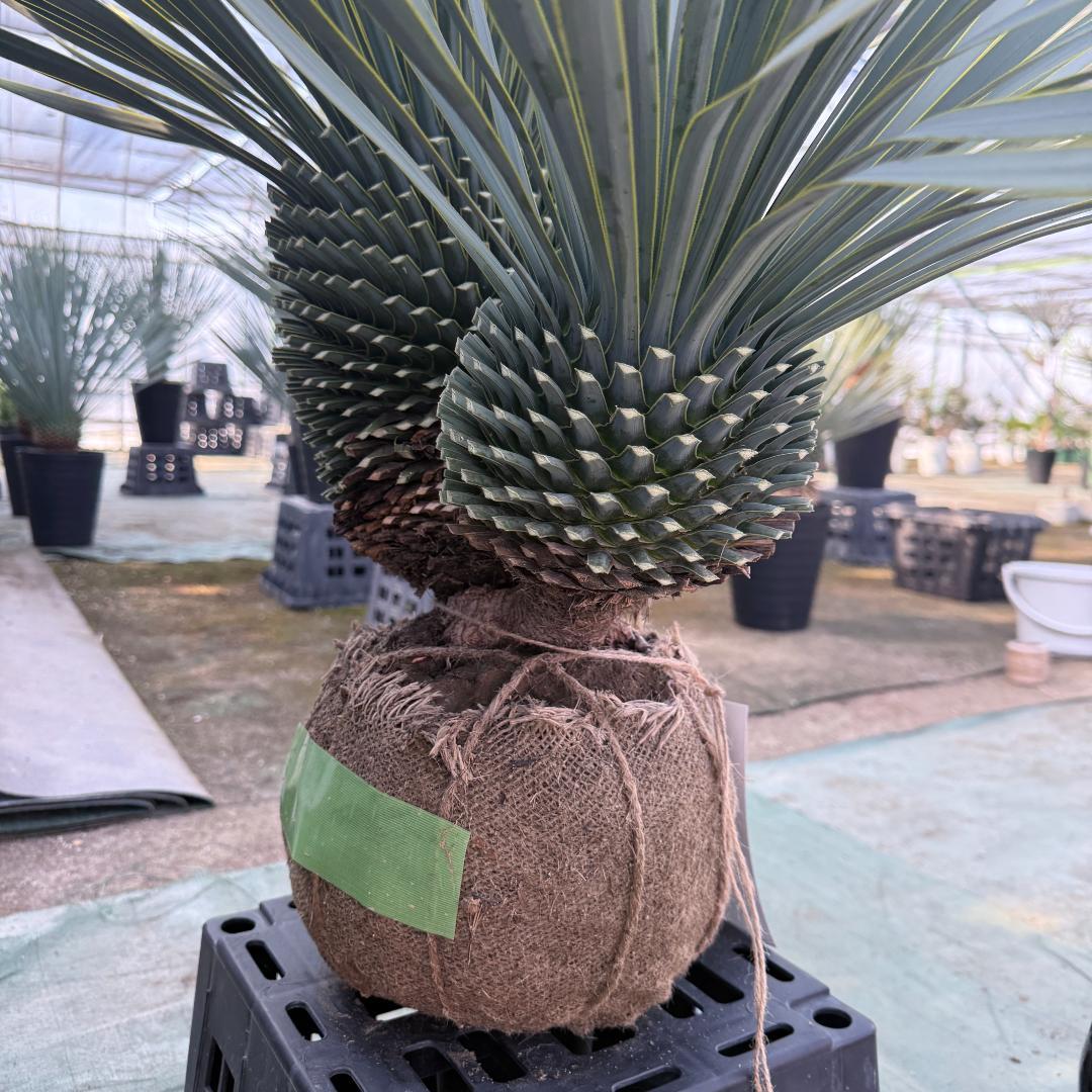 ハ*ー様 【AL1086】ユッカ　ロストラータ