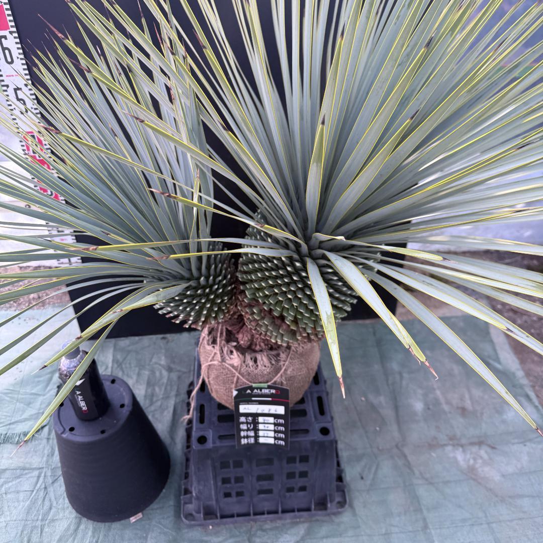 ハ*ー様 【AL1086】ユッカ　ロストラータ