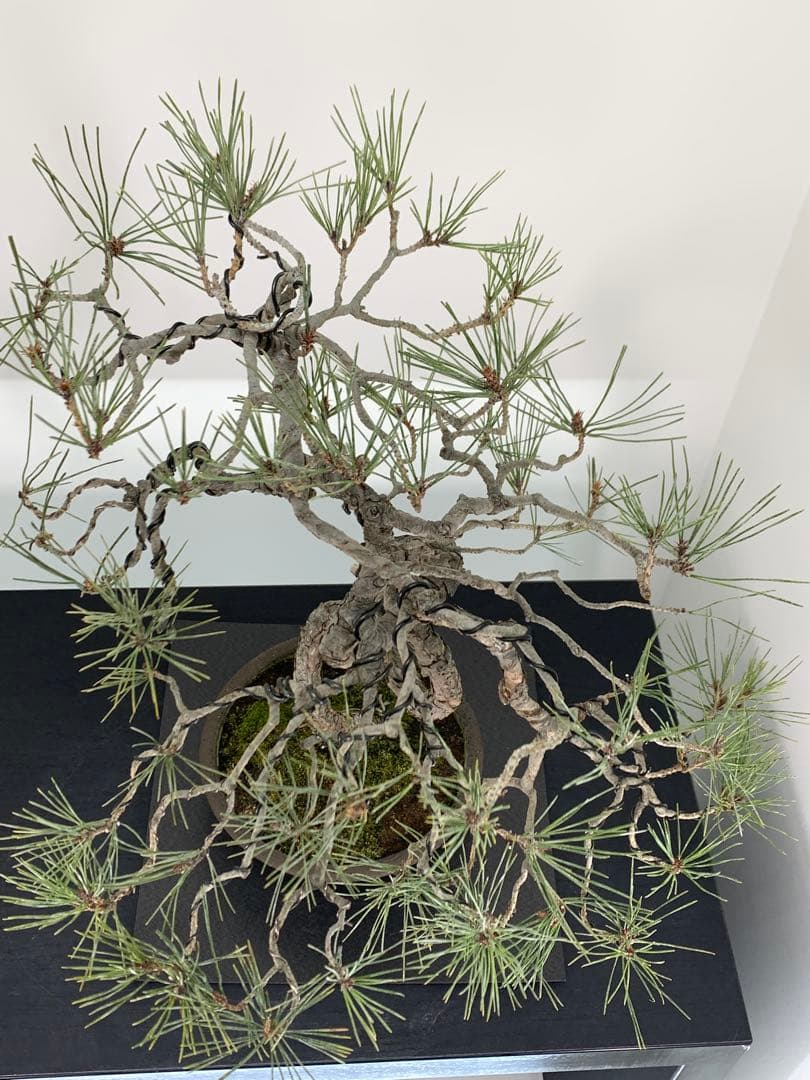 細幹ならではの曲芸　文人赤松　落款（検索/真柏　黒松　捻転　シャリ　盆栽）