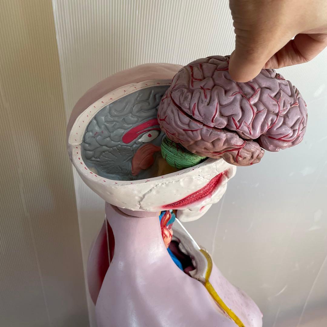 解剖学 内臓模型 トルソー 解剖模型 人体模型 標本 医療器具 大学病院 医学