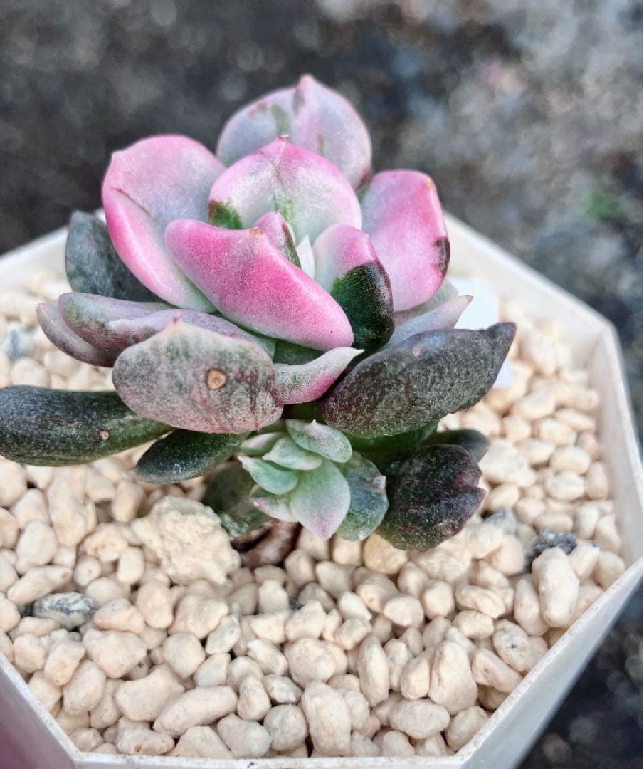 多肉植物　摘芯株　リラシナ錦&リヤド錦&ブルーメタル錦&フラメンコ錦他