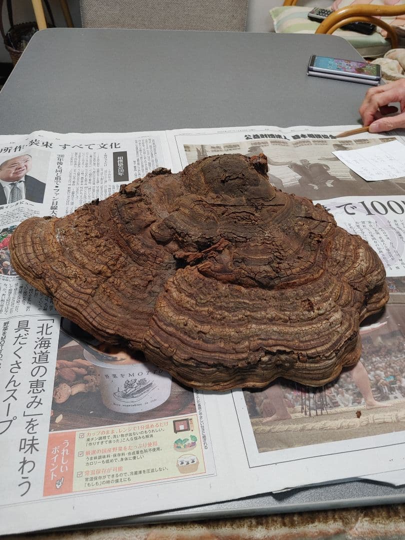 サルノコシカケ　天然物　大きいです。３個まとめて　漢方　インテリア