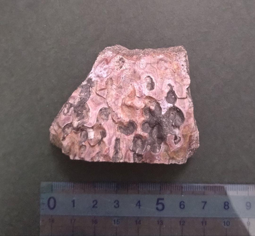 【激レア美麗】フィトサウルス類レドンダサウルスの装甲（スクート）化石