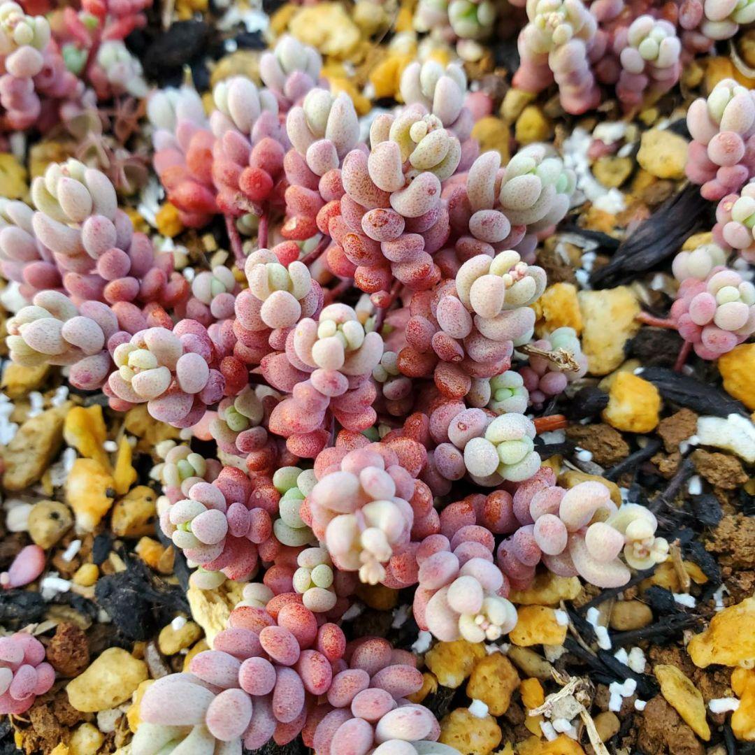 おまとめ検討中多肉植物寄せ植えセット☆たくさん詰め合わせ☆抜き苗&カット苗♪②