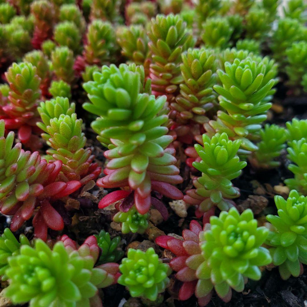 おまとめ検討中多肉植物寄せ植えセット☆たくさん詰め合わせ☆抜き苗&カット苗♪②