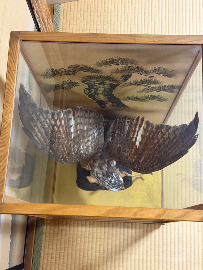 鷹の剥製 ガラスケース付き