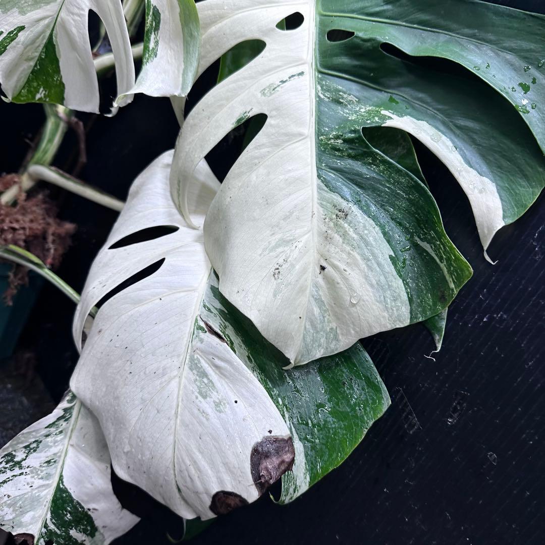 斑入りモンステラ ホワイトタイガー極美大株70cm白斑多