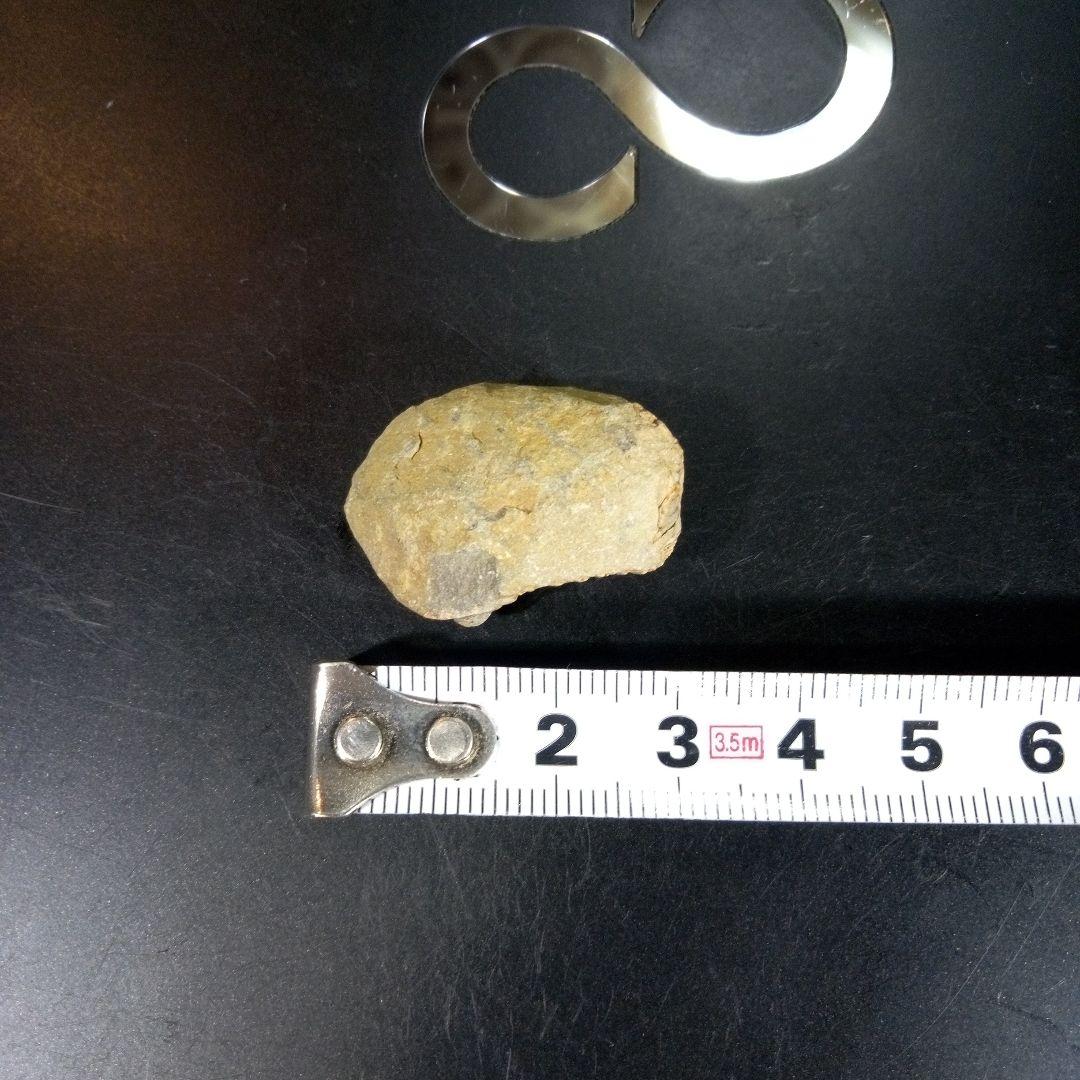 三葉虫　化石　fossil　海　ボリビア産　trilobite　海生動物種別④