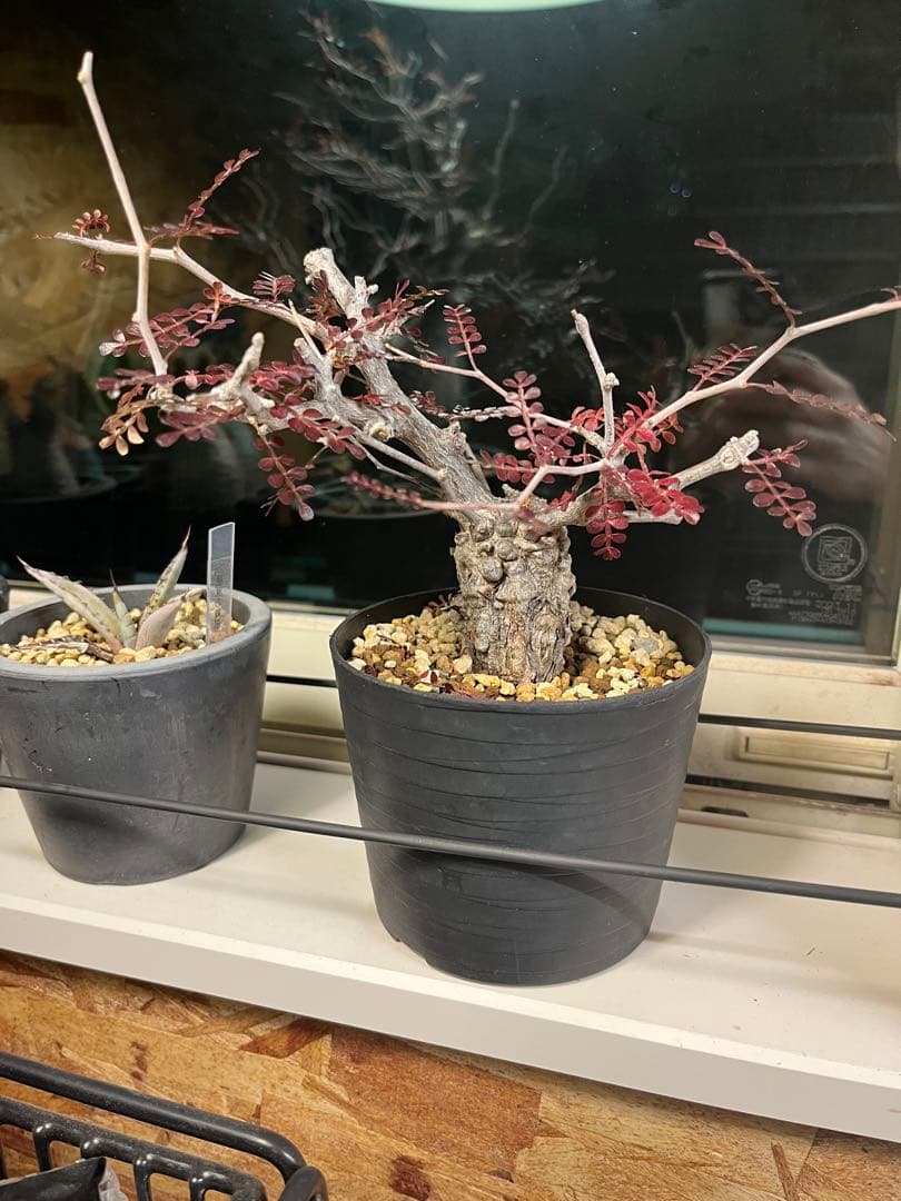 週末セール中！オペルクリカリア パキプス ボコボコ幹　スーパー手乗り株