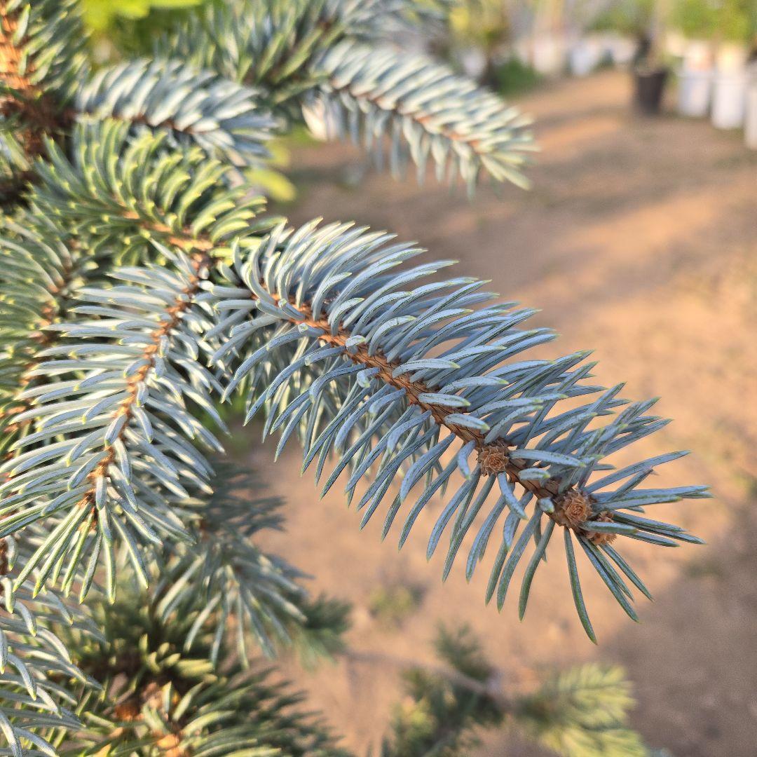 ①　プンゲンストウヒ　ホプシー8号　最高等級極上品‼️
