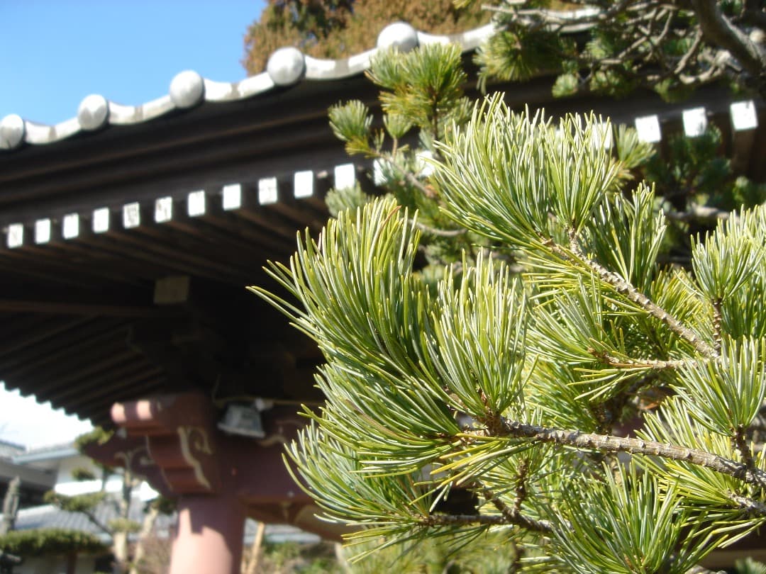 実写美⭕️良品【動作確認済】SONY Cyber-shot DSC-T1