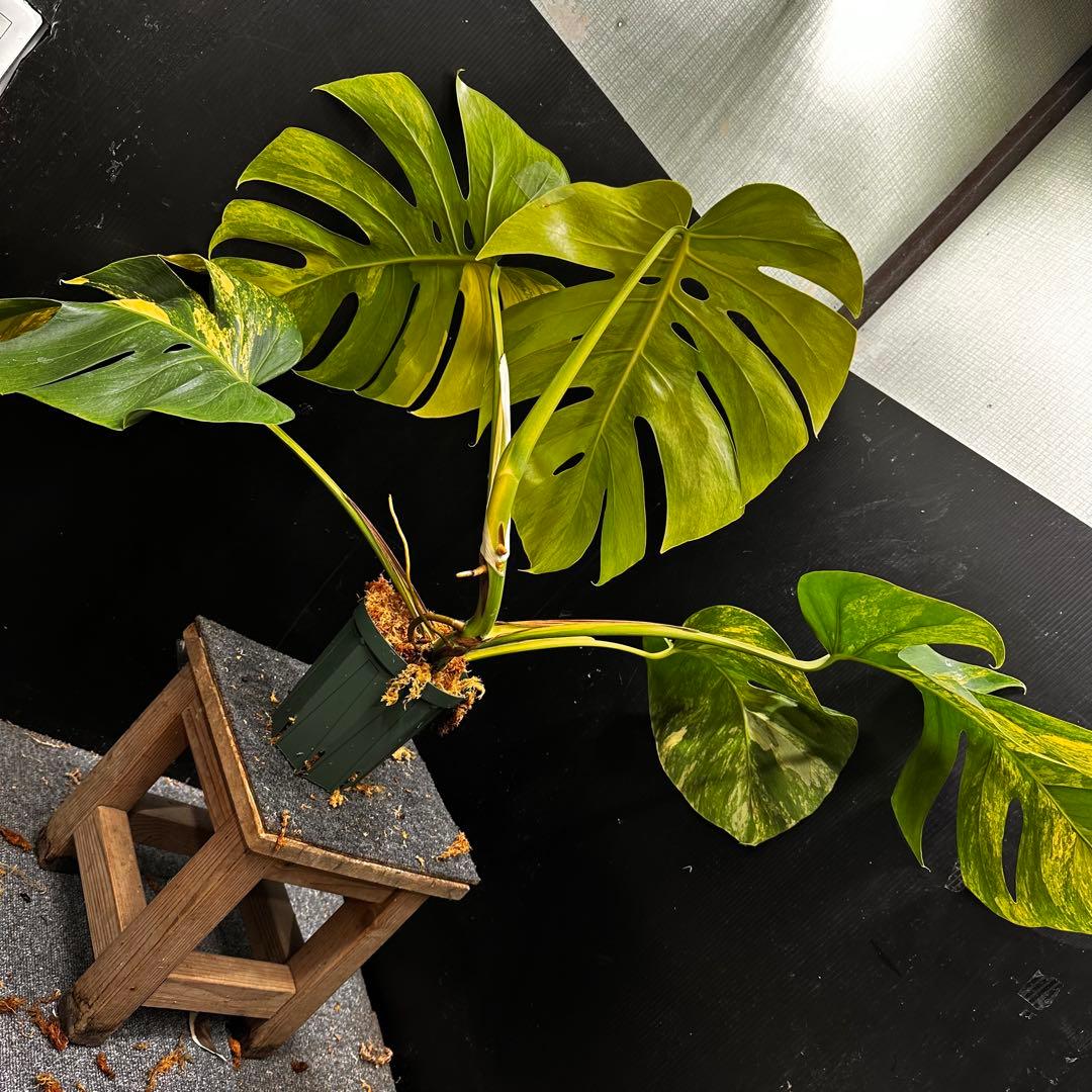 H*S様 斑入りモンステラボルシギアナオーレア黄斑83㎝/検索→イエローマリリン