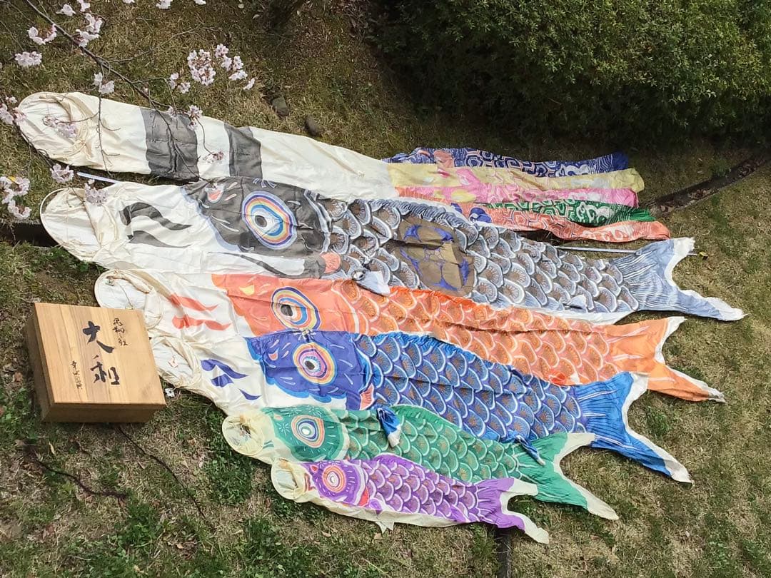 ●逸品〓旧家整理品●高級 鯉のぼり●幸正監修・飛翔之鯉『大利』6M●家紋丸に梅鉢