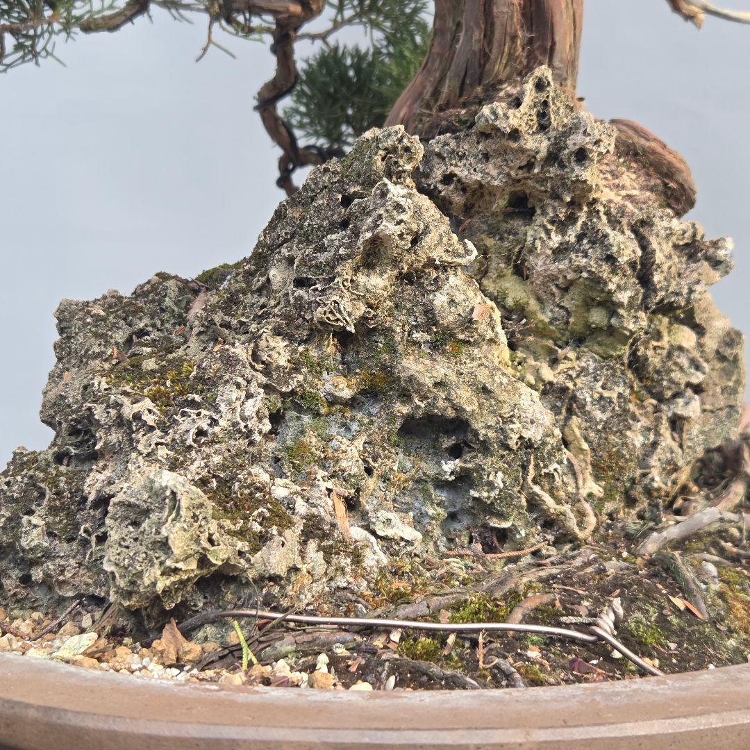 真柏　[石付き模様木]　大品盆栽