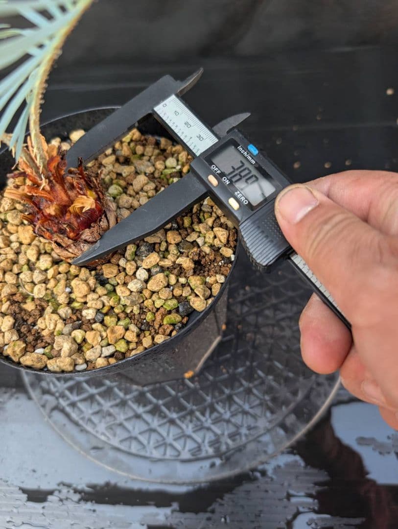 決算創業祭 お買い得 サイカス カイルンシアナ ブルー