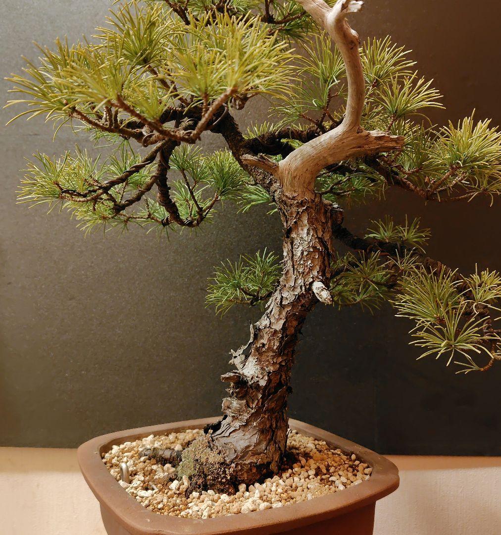 四国五葉松盆栽！