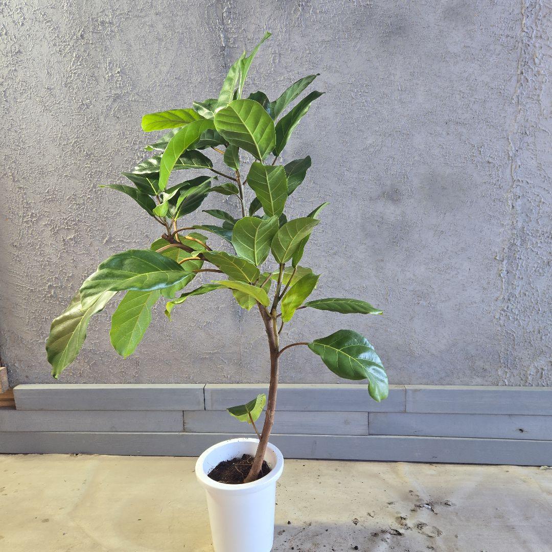 ③　フィカス　アフリカンプリンセス　曲がり仕立て８号最高等級極上品‼️　希少品種