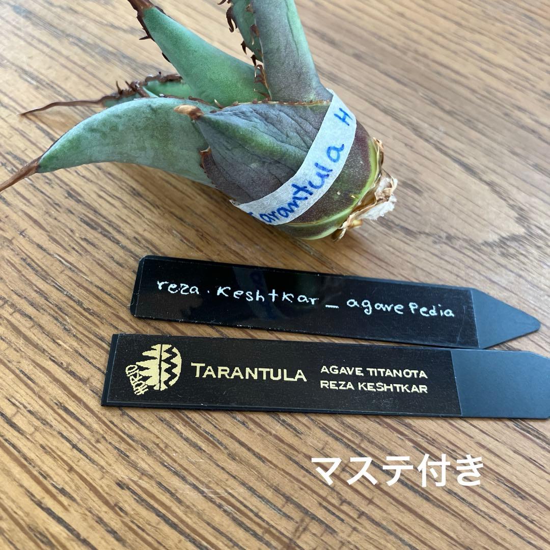 p*r様 【初売りオークション】37 REZA産　イラン株　超長棘　アガベ　タラ