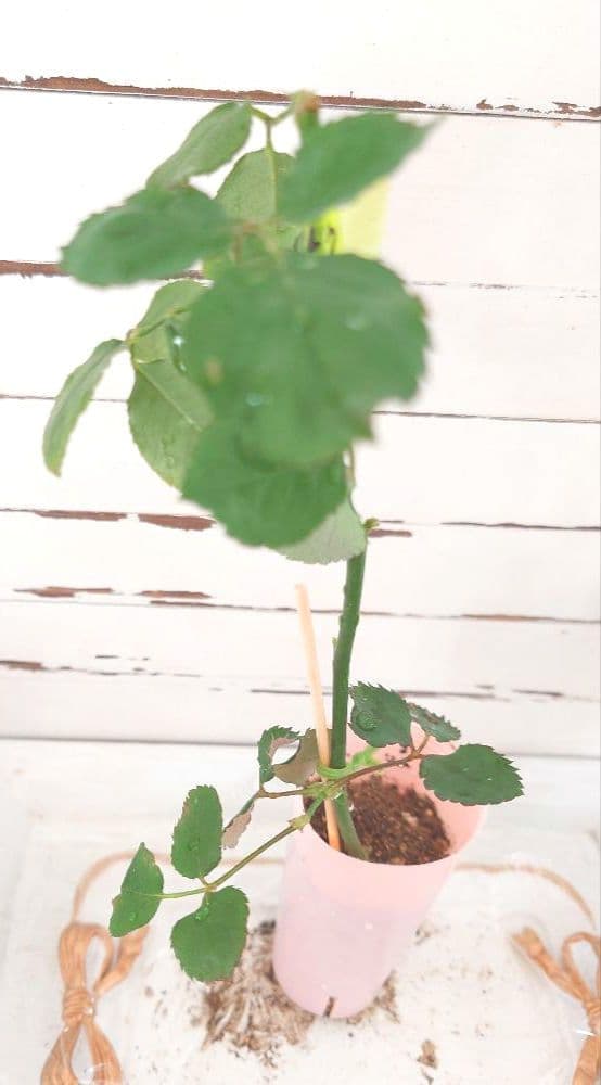 ❀オフェリアさま❀　バラ　苗　切り花品種　クリーミーな色あい　2350