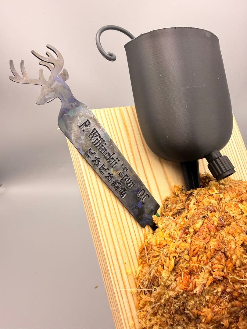 AIRITO　ビカクシダ　P. Willinckii 'Spur' OC