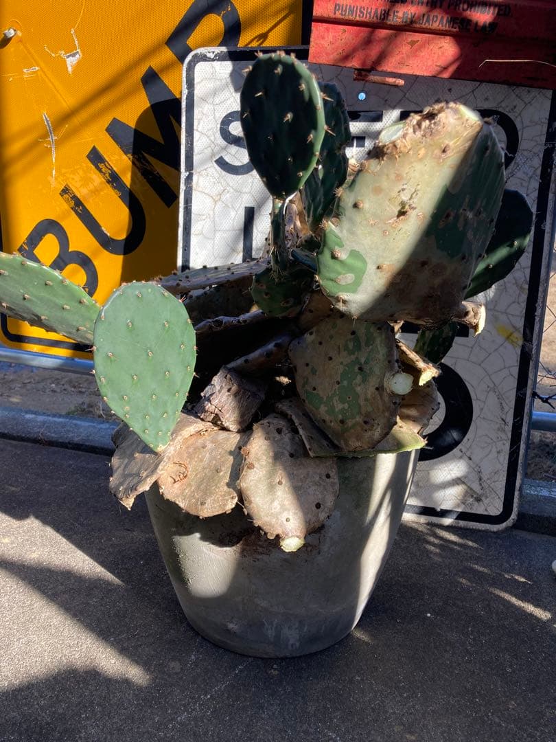 耐寒性オプンチア木質古株コンクリ鉢植えサボテン南国オブジェ　アメリカン　ガレージ