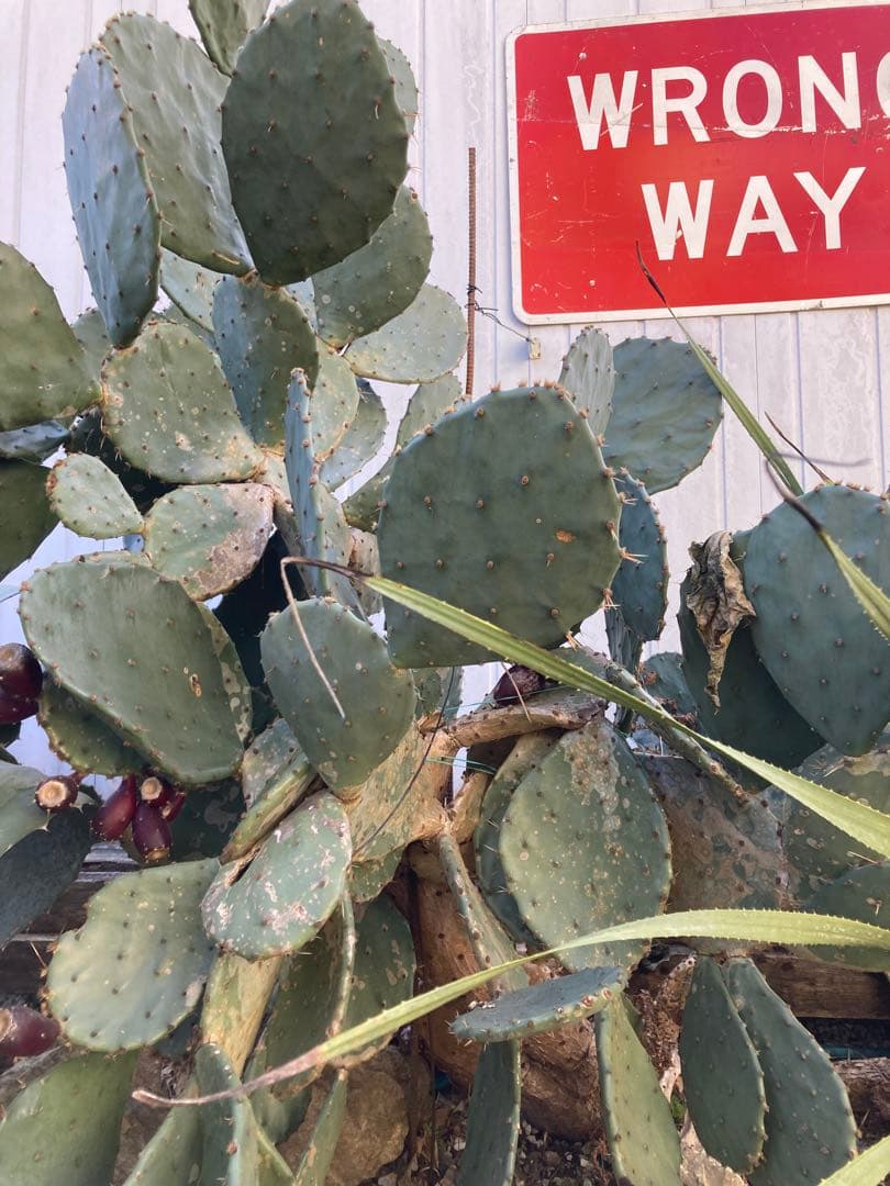 耐寒性オプンチア木質古株コンクリ鉢植えサボテン南国オブジェ　アメリカン　ガレージ