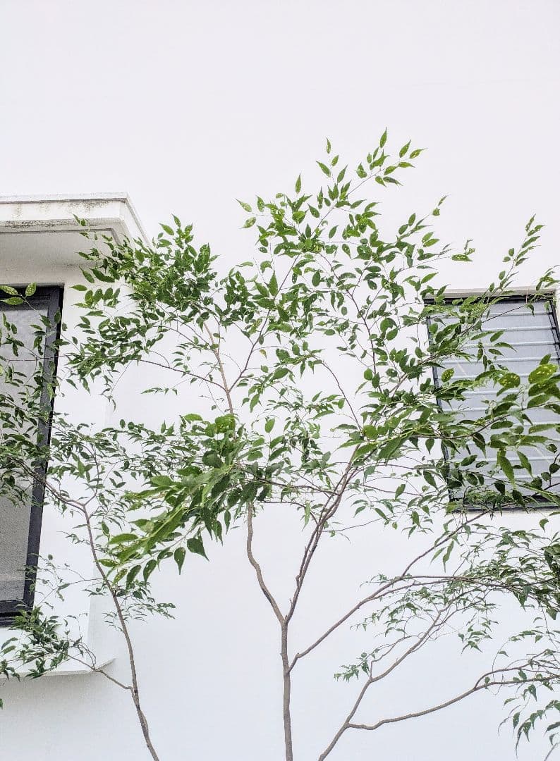 清秀。。山採りハイノキ。。