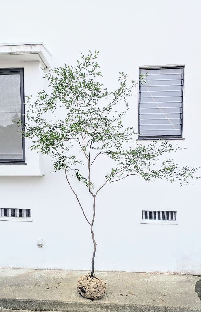 清秀。。山採りハイノキ。。