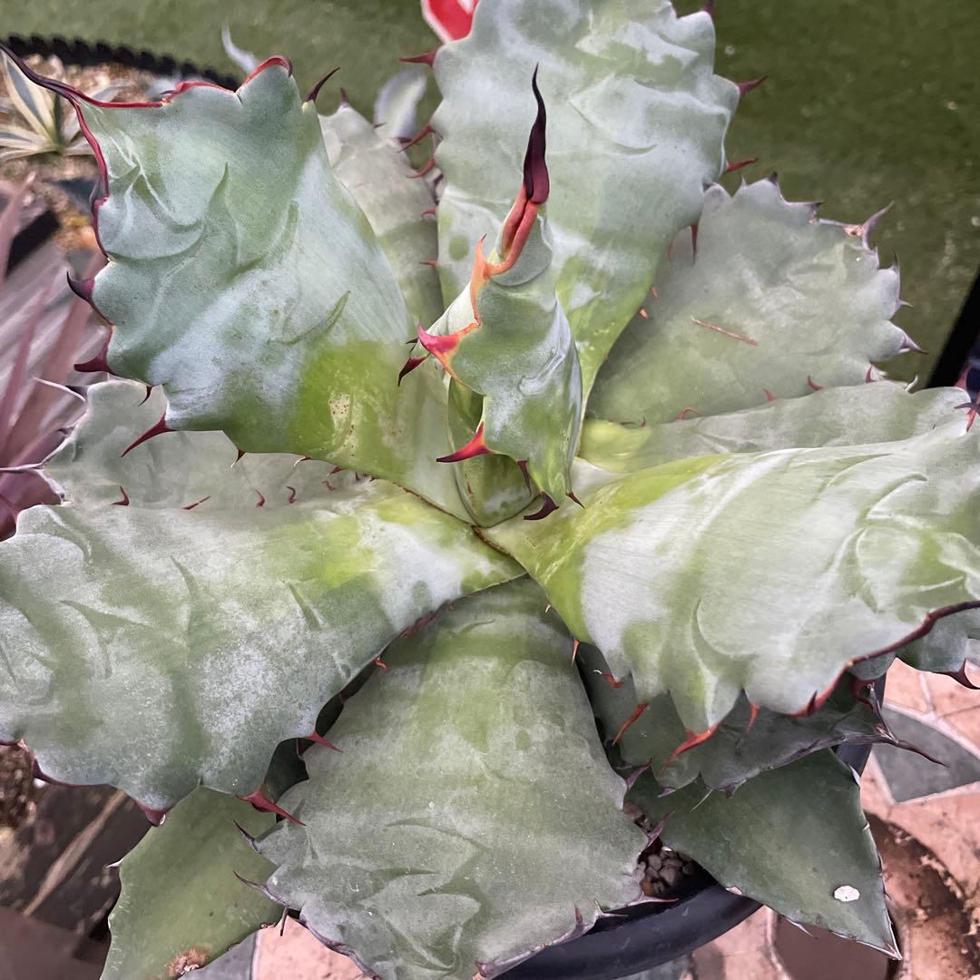 アガベ　超レア　大株　ハイブリッド　チタノタ×コロラータ　チタコロ　中斑　陽炎棘