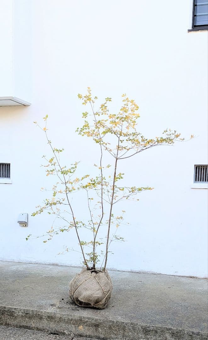 上品。山採りドウダンツツジ。