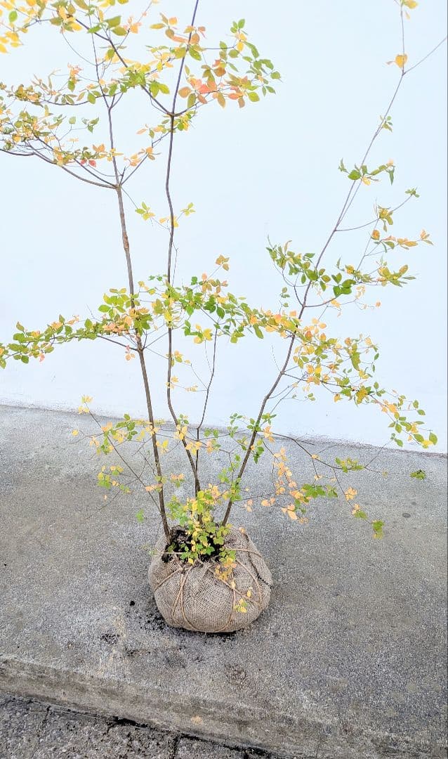 上品。山採りドウダンツツジ。