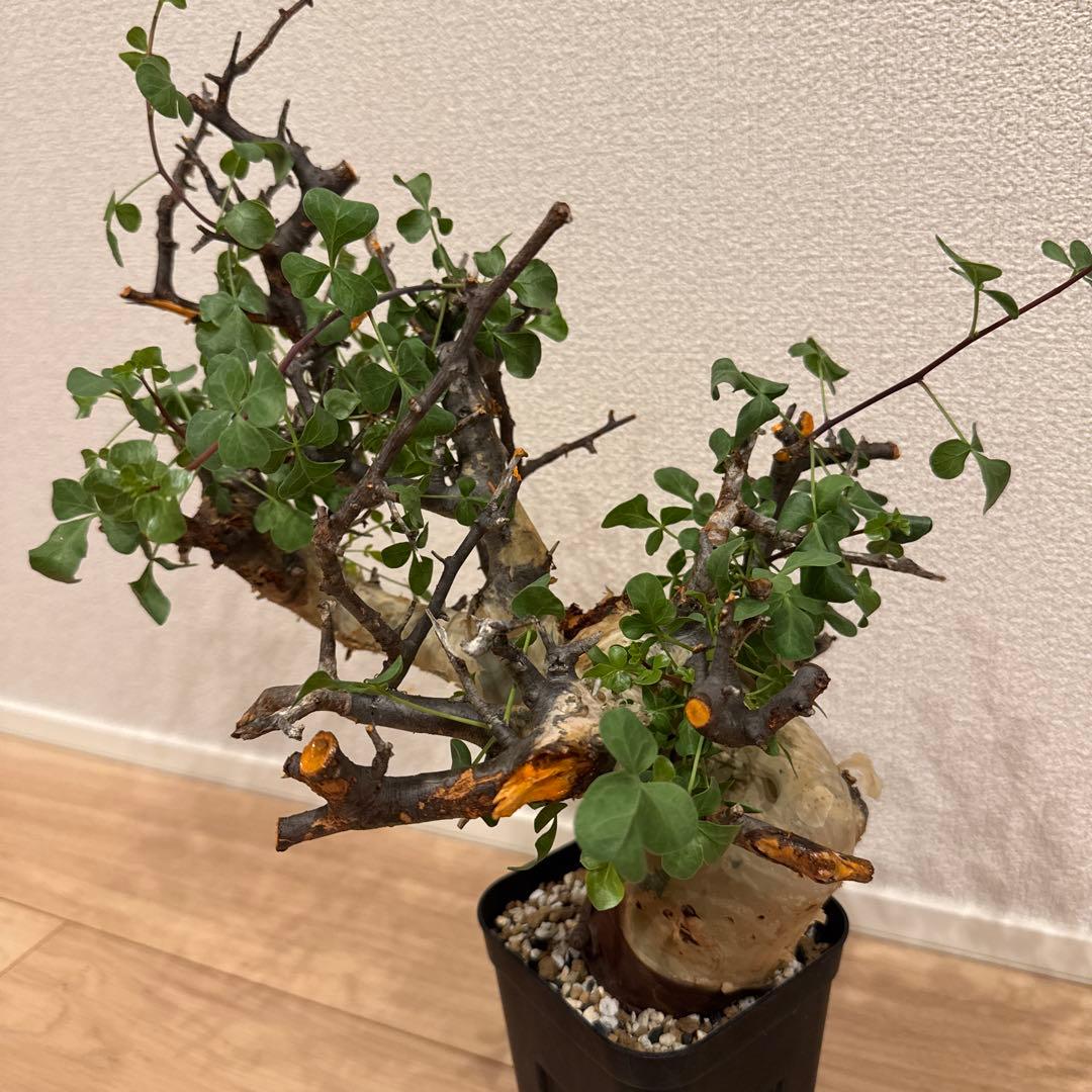 大株 コミフォラ カタフ ピュア ソマリア 発根済