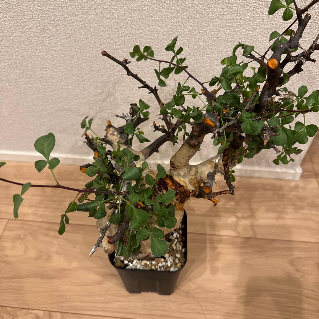 大株 コミフォラ カタフ ピュア ソマリア 発根済