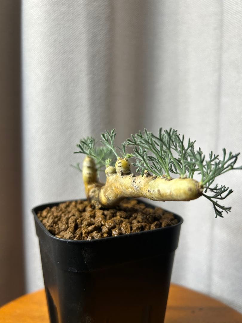 良型発根3サルコカウロン ムルチフィズム モンソニア ムルチフィダペラルゴニウム