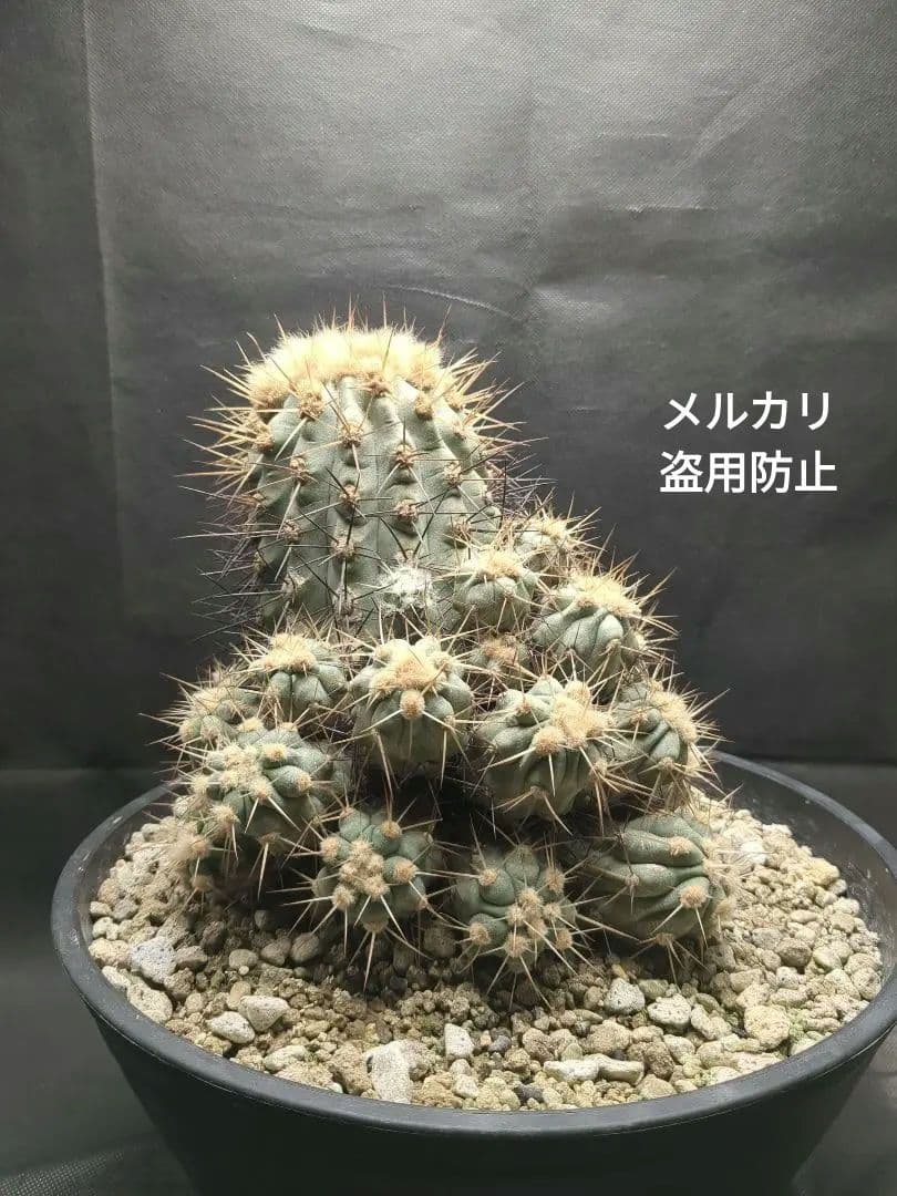 現地球　Copiapoa　大株　迫力　コピアポア ギガンティア　逆鱗丸