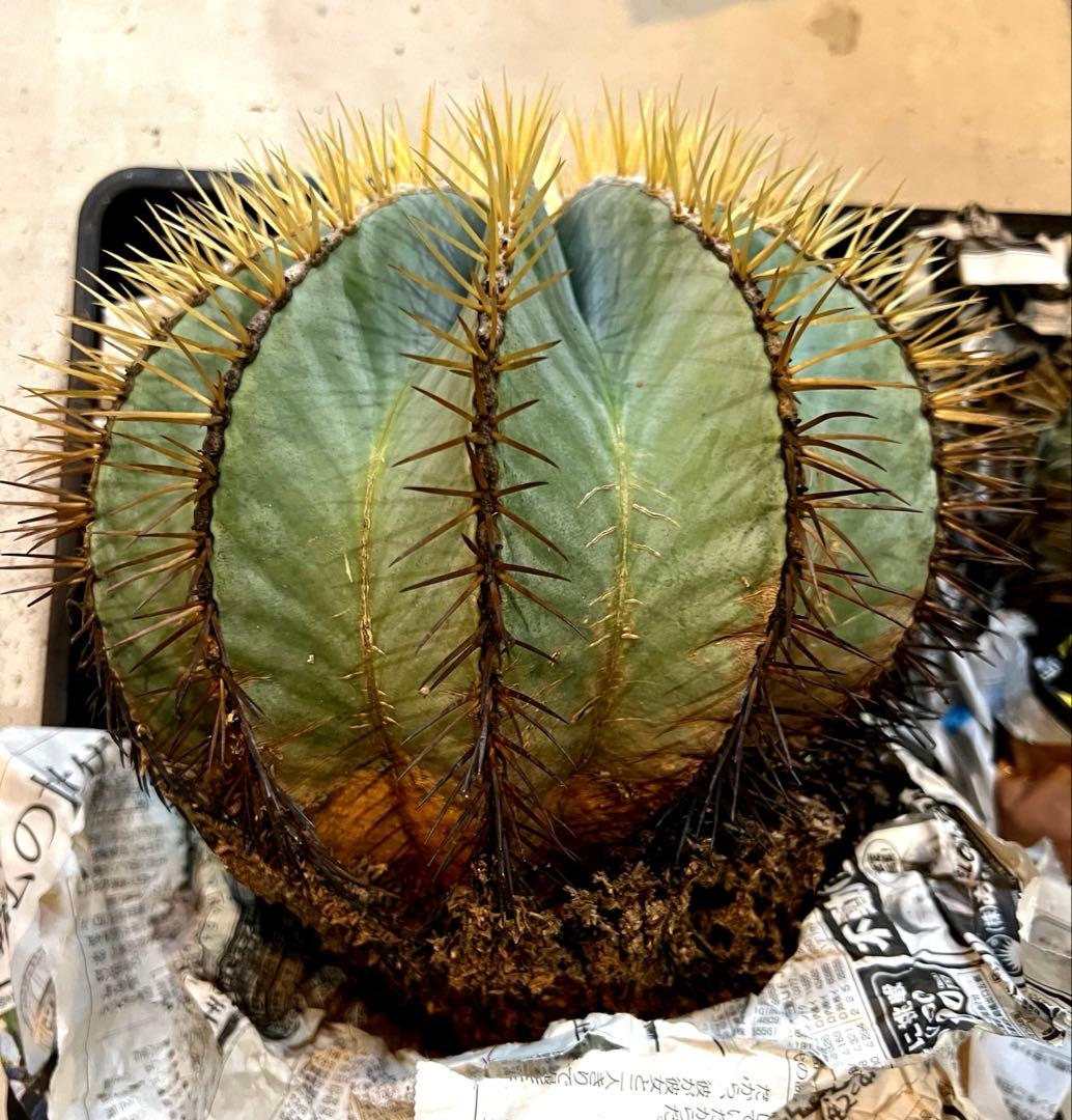 サボテン 王冠竜 大株 中株 2株セット