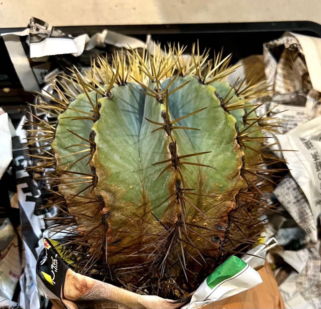 サボテン 王冠竜 大株 中株 2株セット