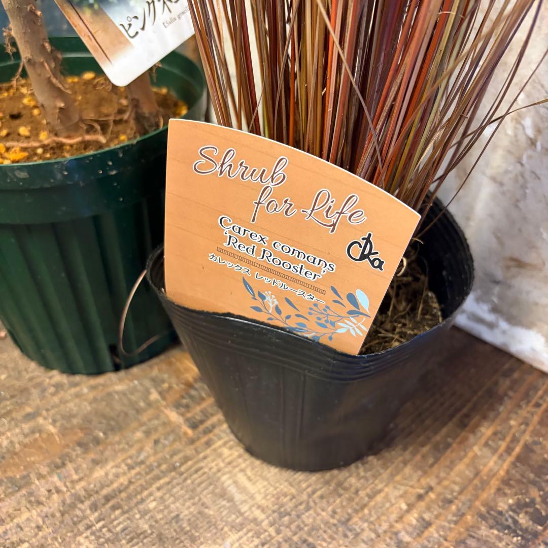 y*a様 ガーデニング　主役張れるアソート　５種　フィリカ　　ユーカリ