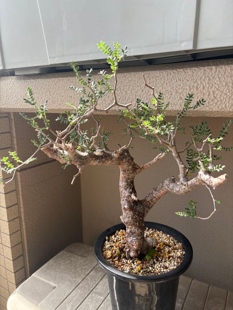 h*7様 【最終価格】コミフォラ モンストローサ 現地球　検）グラキリス　パキプ