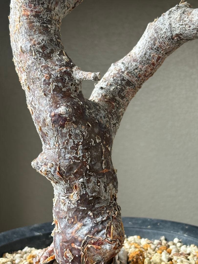 h*7様 【最終価格】コミフォラ モンストローサ 現地球　検）グラキリス　パキプ