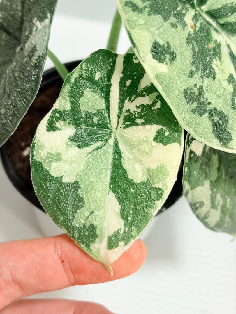 ☆超美斑☆アロカシア メロ アルボ