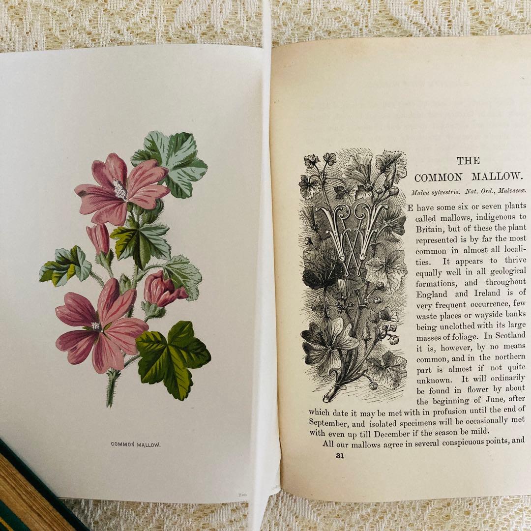 希少　Familiar Wild Flowers　アンティーク植物図鑑　洋書古書