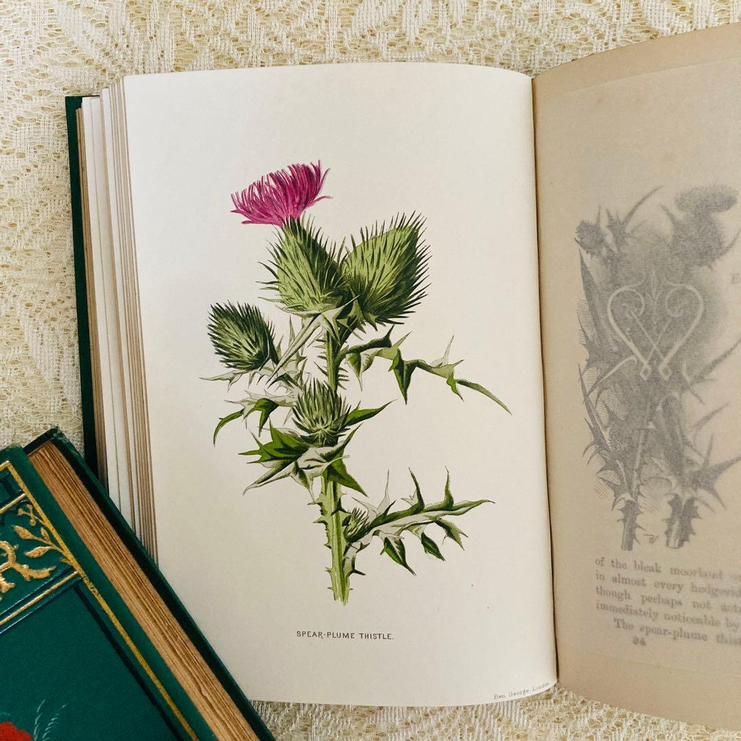 希少　Familiar Wild Flowers　アンティーク植物図鑑　洋書古書