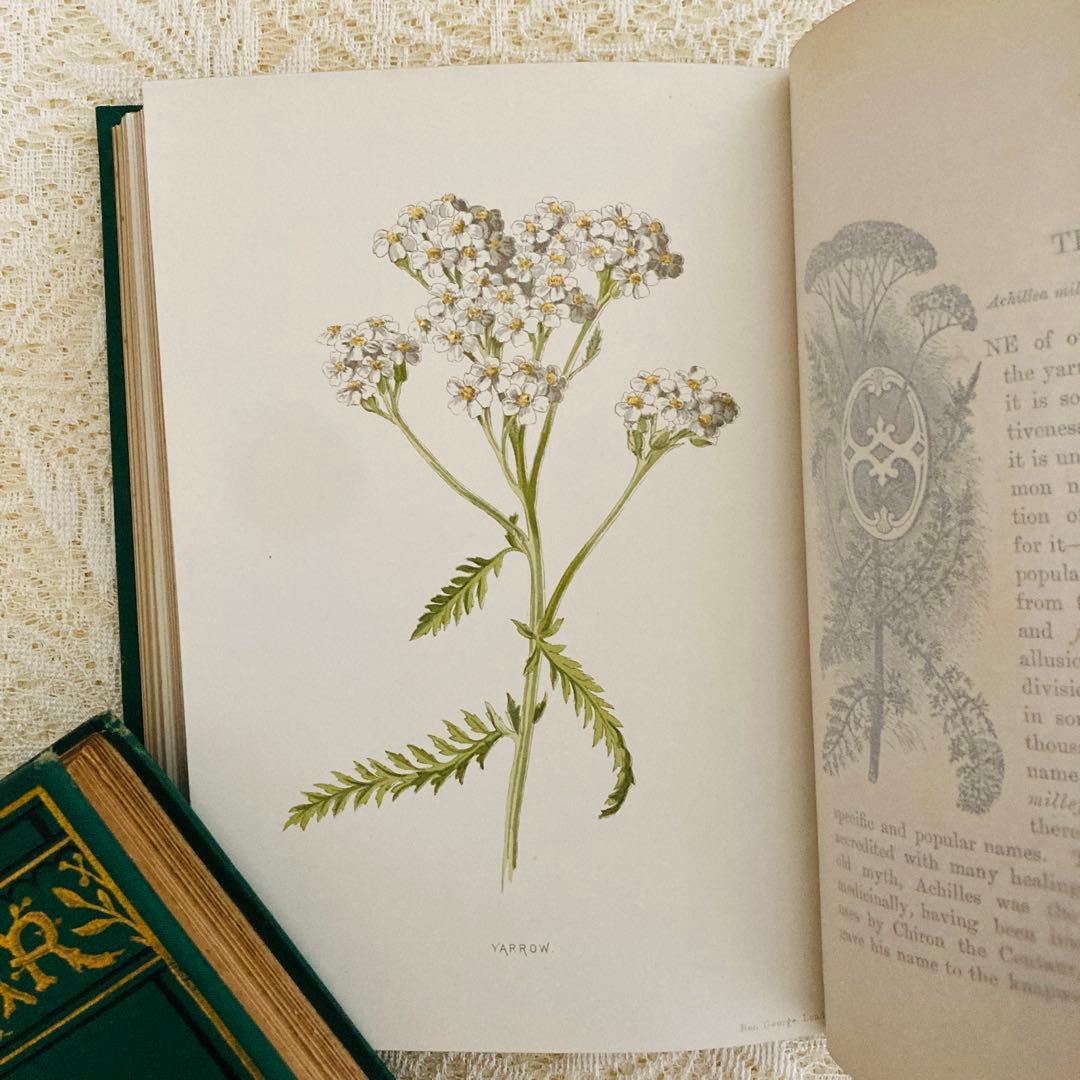 希少　Familiar Wild Flowers　アンティーク植物図鑑　洋書古書